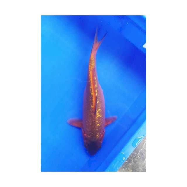 Chagoi 30 cm bu