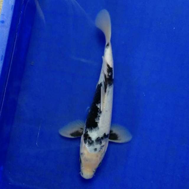 Tategoi silau 27cm