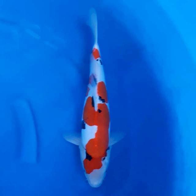 Sanke 40CM