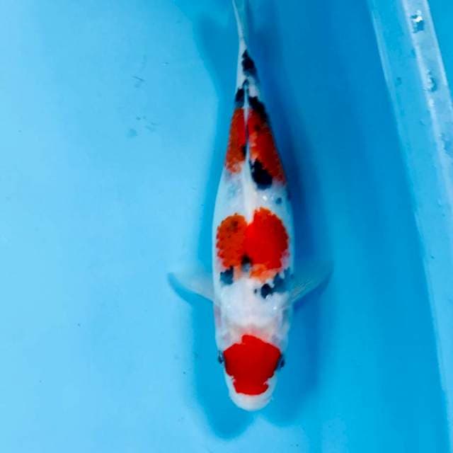 Sanke, 25 cm
