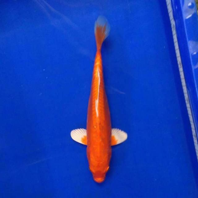 Orenji doitsu 25cm