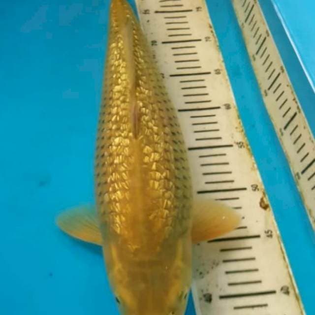 Midori Ginrin 50CM