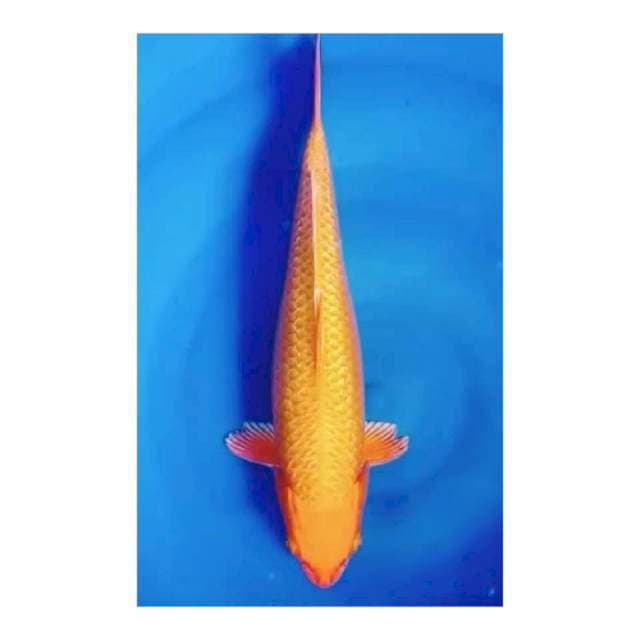 Orenji