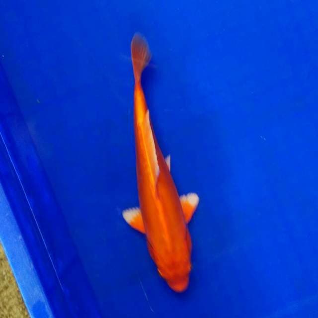 Orenji doitsu nyus 24cm