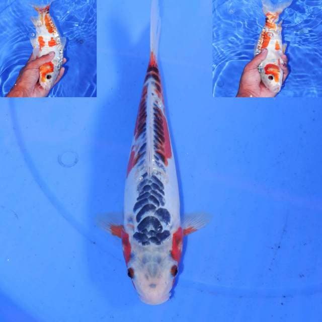 HANA SHUSUI