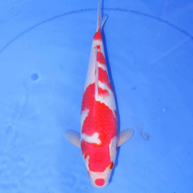 KOHAKU