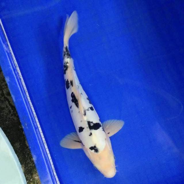 Beko nyus nyus 35cm