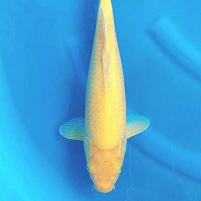 Karasi 37cm