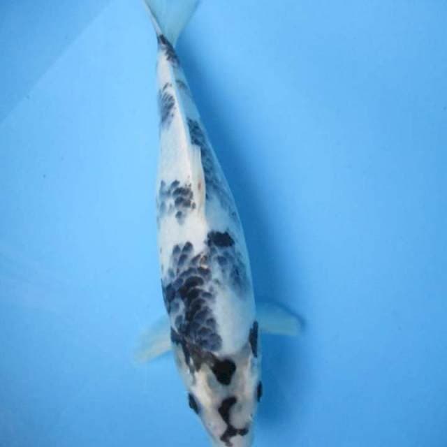 Suminagasi