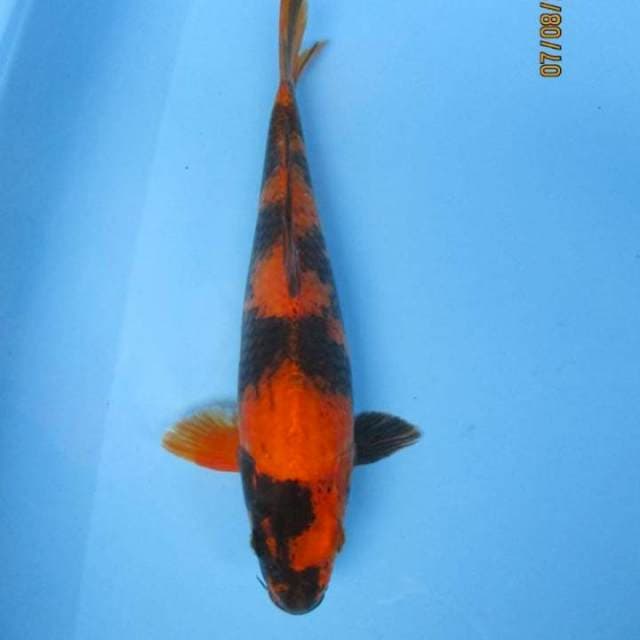 Hi utsuri male