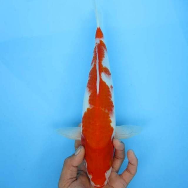 Reds kohaku