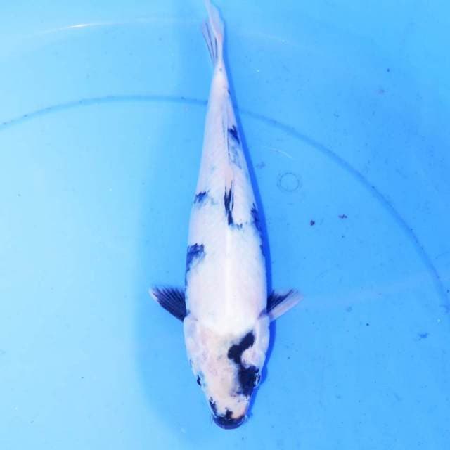 SHIRO TATEGOI 28cm