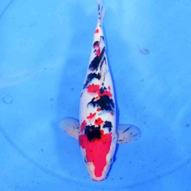 MITTESHIWA SANKE 30cm