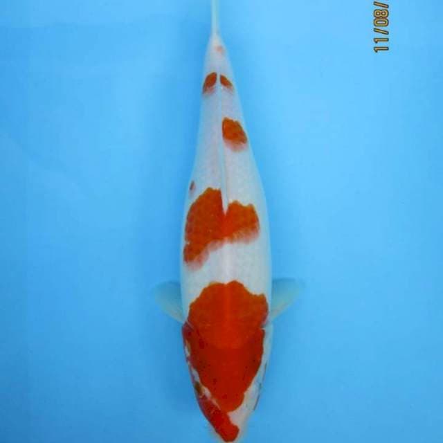 Kohaku
