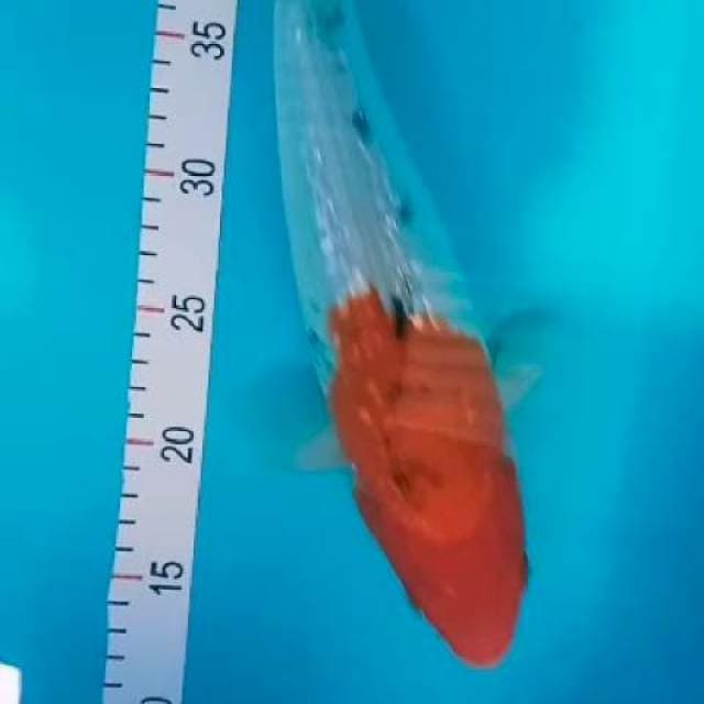 Sanke gindrin 35cm