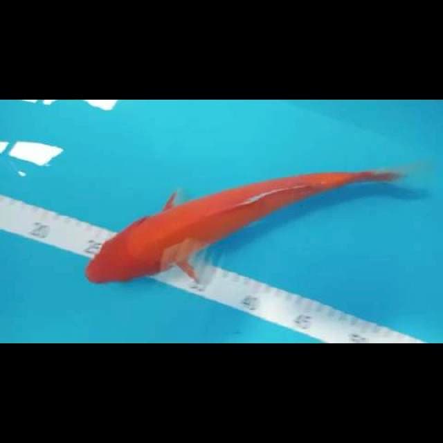 Benigoi 28 cm