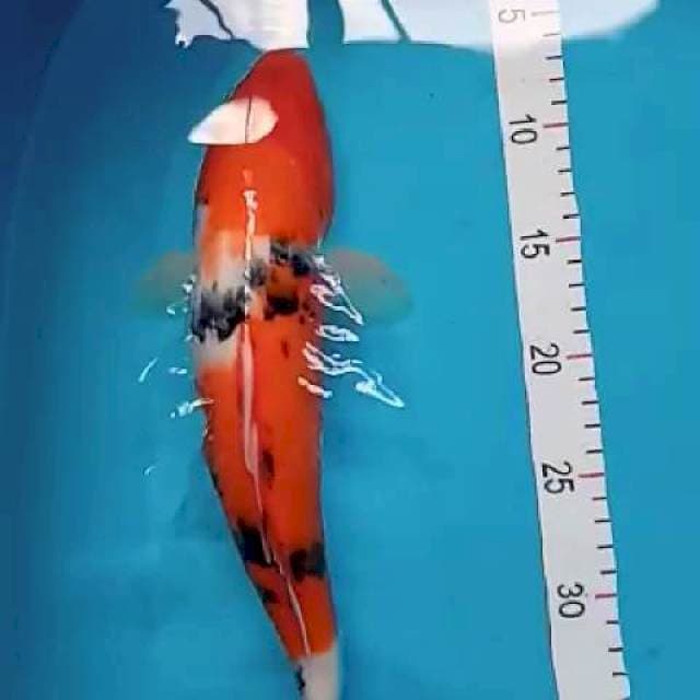 Sanke 33 cm