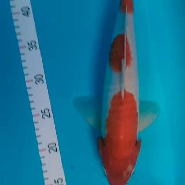 Kohaku 33 cm male ori