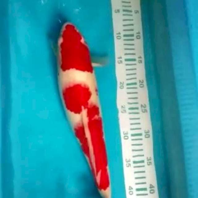 Kohaku merah halus