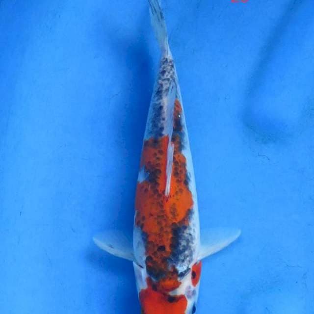 Goshiki 23cm
