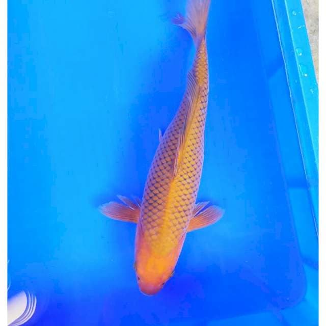 Chagoi tembaga 38 cm
