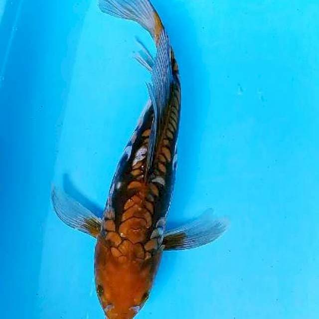 Kumpay cagoi 41 cm