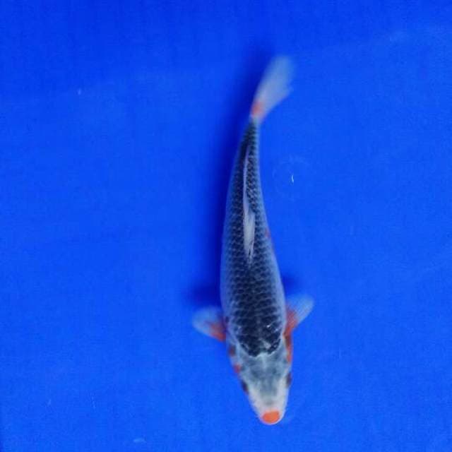 asagi blue 21cm