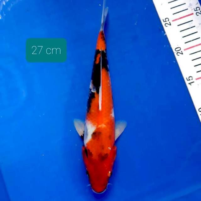 Showa 27 cm