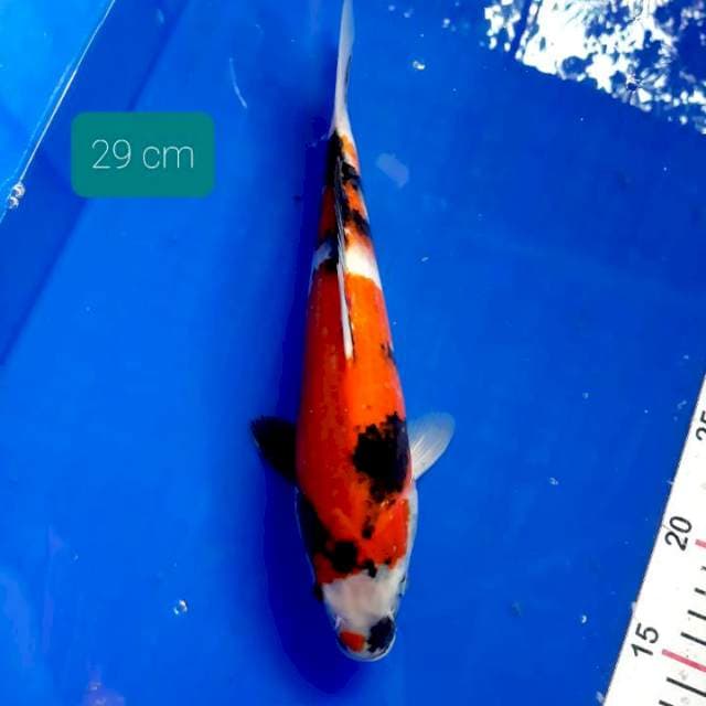 Showa 29 cm