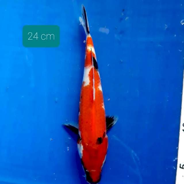 Showa 24 cm