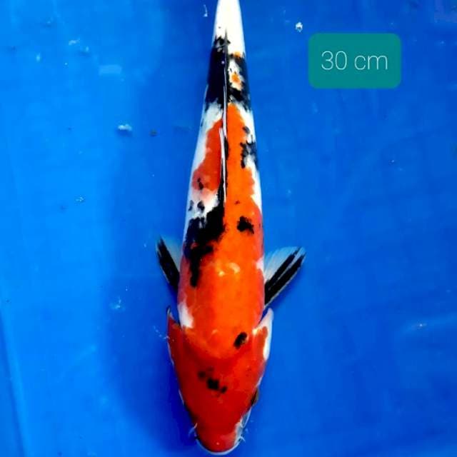 Showa 30 cm