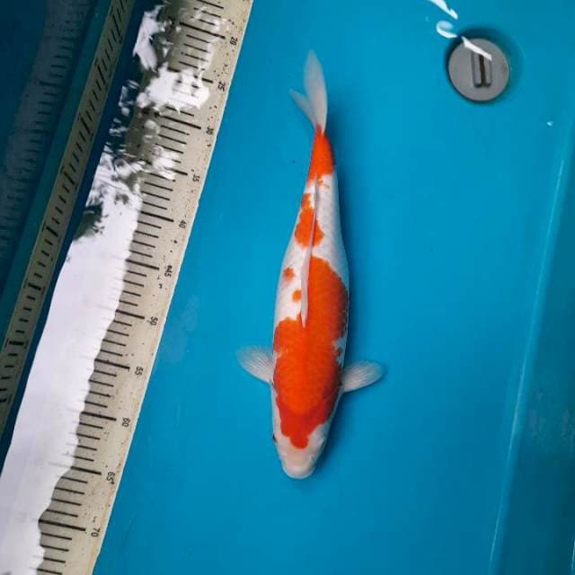 Kohaku 40bu Female