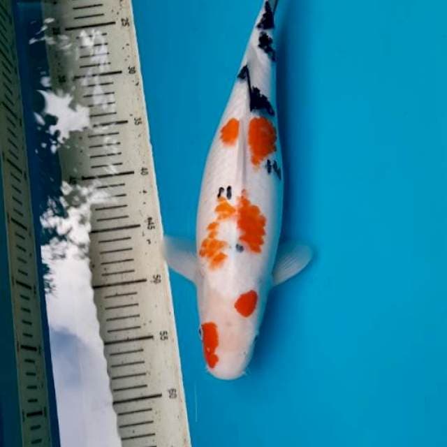 Taisho sanke 40cm F