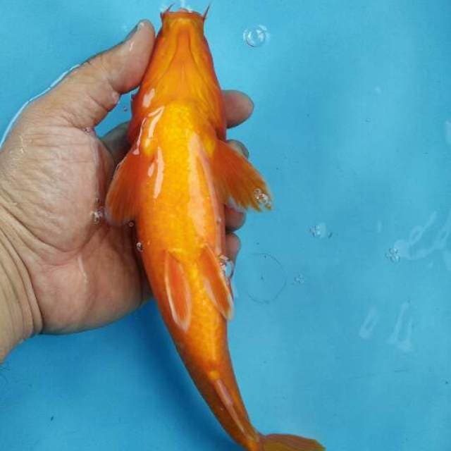 «SEPASANG» benigoi merah tembus dada & aka matsuba doitsu 24&25cm