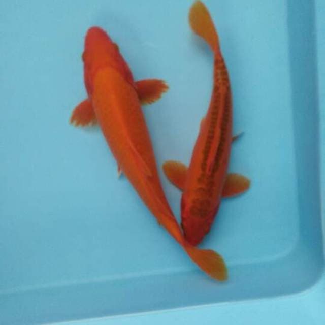 «SEPASANG» benigoi merah tembus dada & aka matsuba doitsu 24&25cm