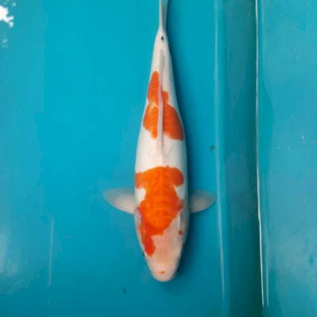 Tategoi Doitsu showa 37F