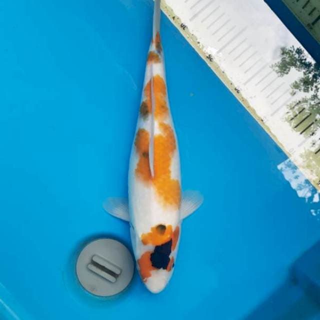 Tategoi showa 35cm F
