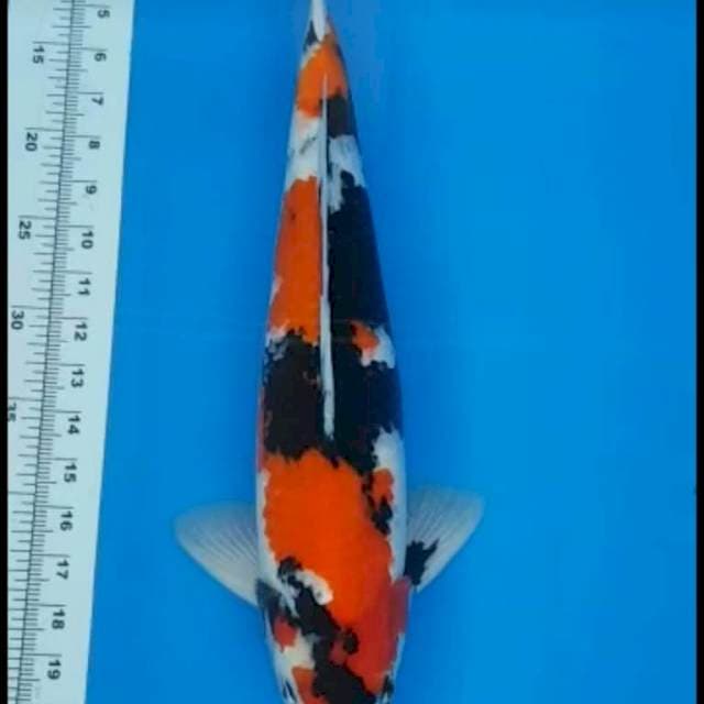 Showa 49CM