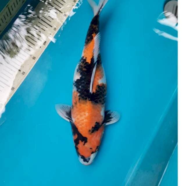 Showa 45cm F