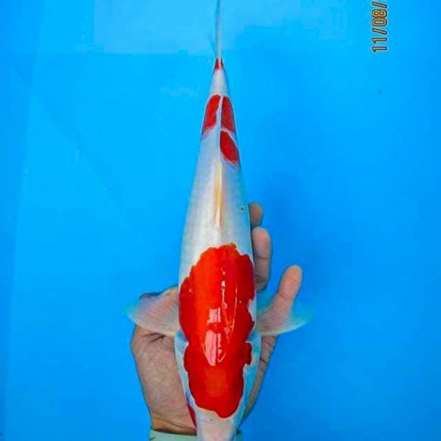 Kohaku 33cm