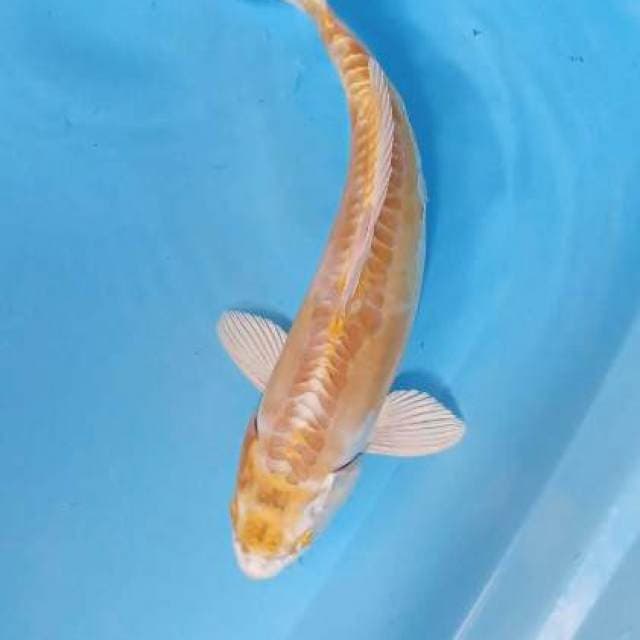 Hariwake doitsu 33 cm