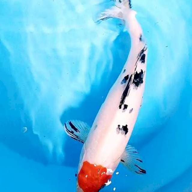 Tanco sanke 33 cm