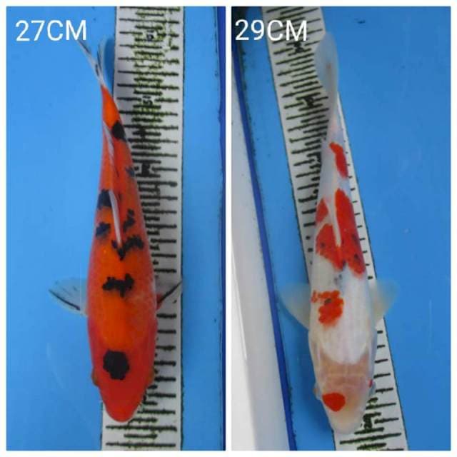 DUO SANKE 27-29CM