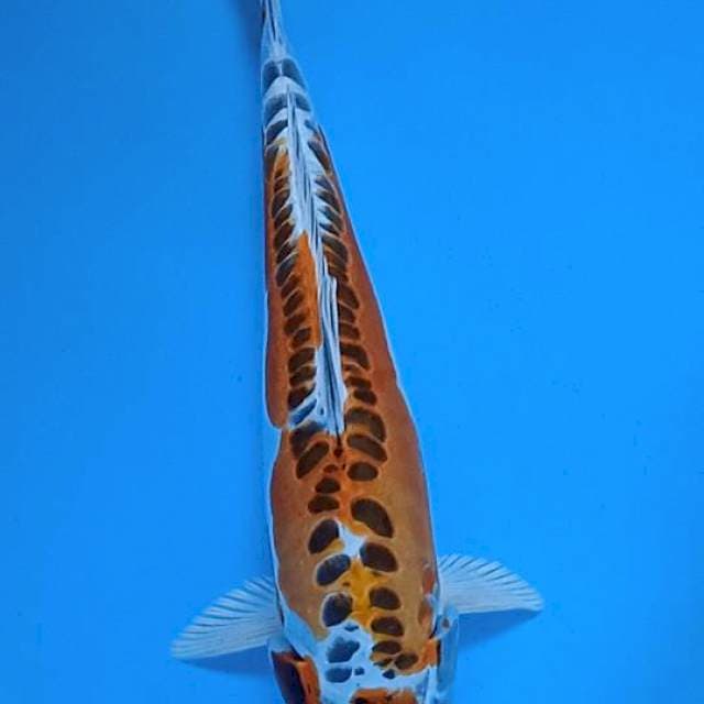 Maruten kikorio