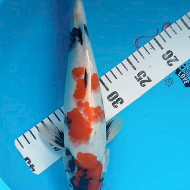 Showa 34cm