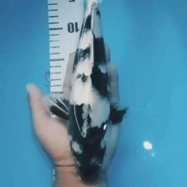 Shiro 28cm
