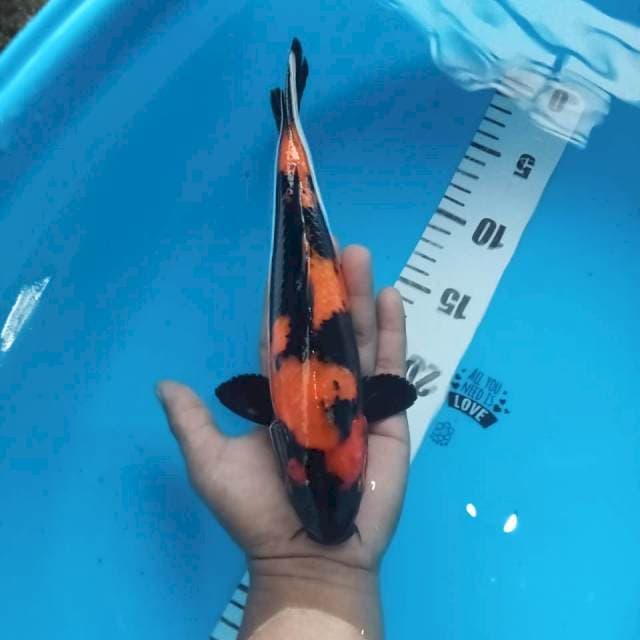 Utsuri 26cm