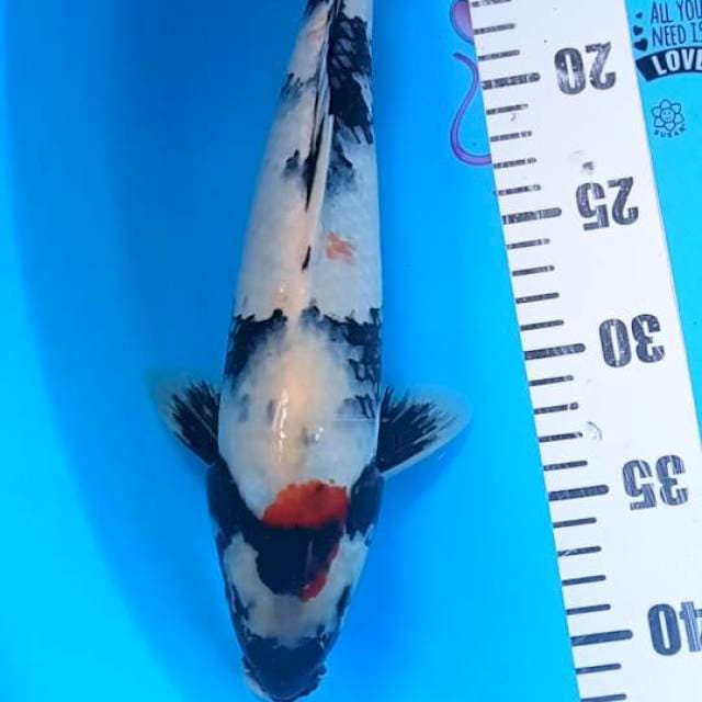Showa 33cm