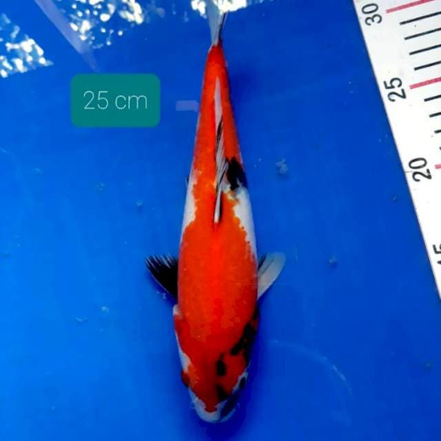Showa 25 cm