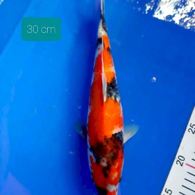 Showa 30 cm